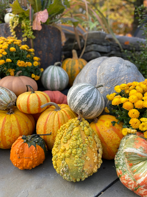 Container Gardening | Fairfield CT