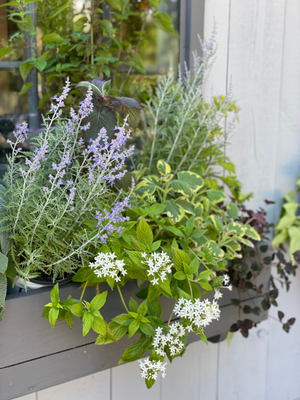 Container Gardening | Fairfield CT