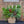 Load image into Gallery viewer, RESERVED HOLIDAY POP - IN PLANTER
