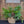 Load image into Gallery viewer, RESERVED HOLIDAY POP - IN PLANTER