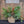 Load image into Gallery viewer, RESERVED HOLIDAY POP - IN PLANTER