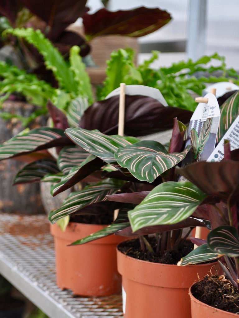 Garden Center Fairfield CT Outdoor Design & Living Store