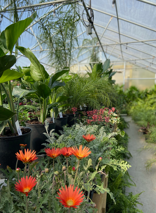 Garden Center Fairfield CT Outdoor Design & Living Store