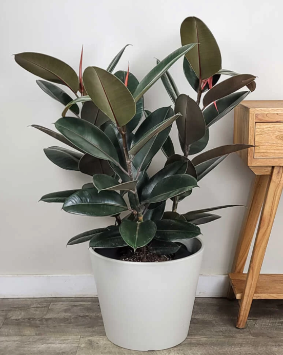 Rubber Bush 14"