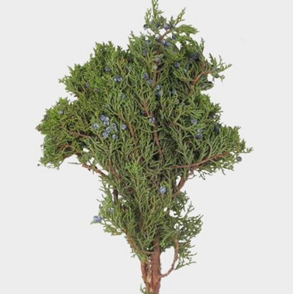 Bunch of Juniper