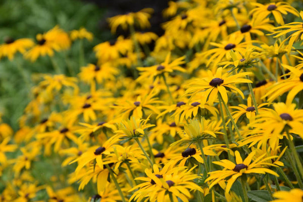 Rudbeckia fulgida var deamii Black Eyed Susan #1