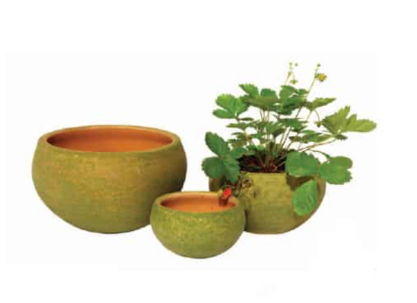 AGED COQUITO PLANTERS